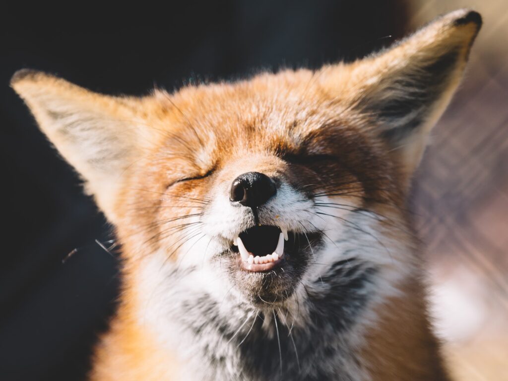 fox-english