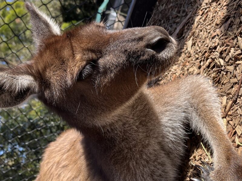 kangaroo 01