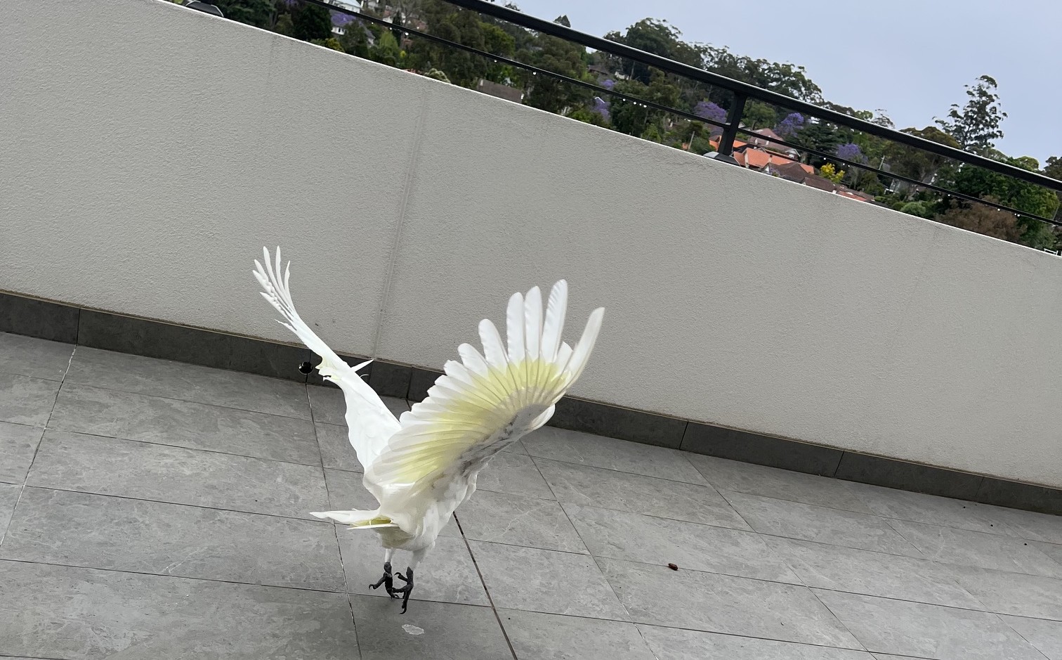 Sydney 657